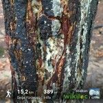 Pinus caribaea Corteza