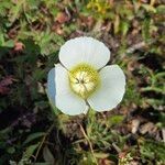 Calochortus gunnisoniiKwiat