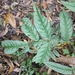 Inga edulis Folla