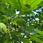 Malus prunifolia Fruchs