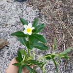 Ludwigia grandiflora Blad