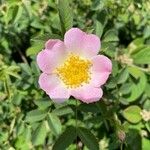 Rosa trachyphylla BoreauFlor