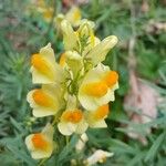 Linaria vulgaris Flower