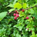 Ilex mucronata Fruit