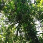 Grammatophyllum speciosum Lapas