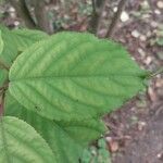 Stachyurus chinensis Folha