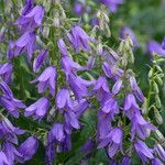 Campanula primulifolia Flor