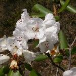 Rhododendron campanulatum Blodyn