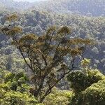 Planchonella glauca Habit