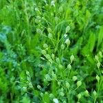 Camelina sativa പുഷ്പം