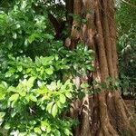 Tabebuia pallida Lubje