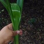 Clivia gardenii Leaf