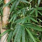 Dendrocalamus giganteus 葉