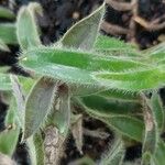 Cyanotis vaga Yaprak