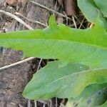 Crepis pulchra Hoja