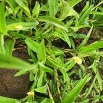 Commelina africana Virág