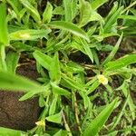 Commelina africana Blomma