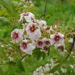 Xanthoceras sorbifolium 花