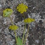 Bupleurum alpigenum 花
