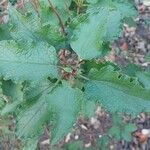 Cistus populifolius Deilen