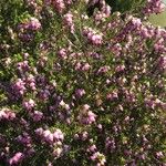 Erica erigena Flower