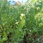 Lathyrus aphaca Feuille