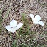Cycnium tubulosum Flower