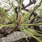 Pinus thunbergii Flower