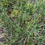 Euphorbia burmanni