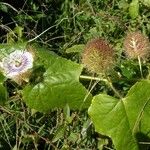 Passiflora foetida Žiedas