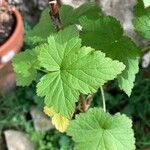 Ribes nigrum Leaf