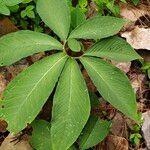 Sauromatum venosum Leaf