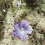 Linum narbonense Λουλούδι