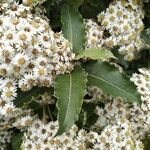 Olearia macrodonta Kvet