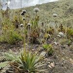 Paepalanthus alpinus Habit