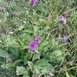 Centaurea phrygiaBlodyn