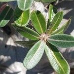 Pachypodium rosulatum Leaf