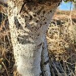 Pappea capensis Bark