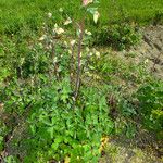 Aquilegia vulgaris Habit