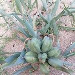 Pancratium maritimum L. Blad