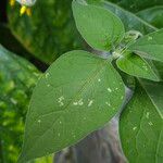 Solanum chenopodioides 叶