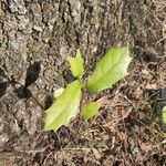 Quercus fusiformis Hoja