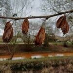 Halesia carolina Plod