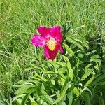 Paeonia mascula Flors