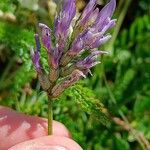 Astragalus leontinus 花