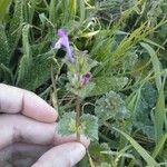 Lamium amplexicaule Leaf