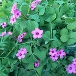 Oxalis debilis Fiore