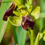 Ophrys sulcata Devillers-Tersch. & Devillers花