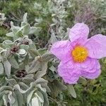 Cistus albidus Λουλούδι
