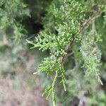 Juniperus virginiana葉